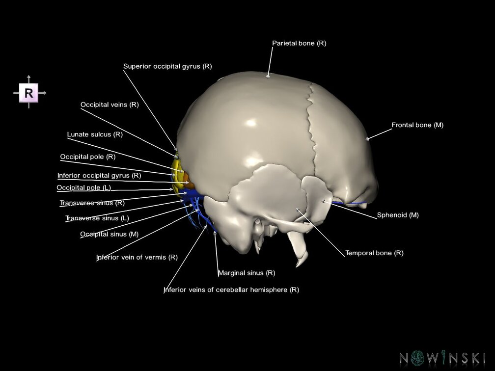 G8.T3.1-16.1-22.2 22.5.6.V4.C4-2.L1.Cerebrum-Intracranial venous system-Neurocranium-No occipital bone