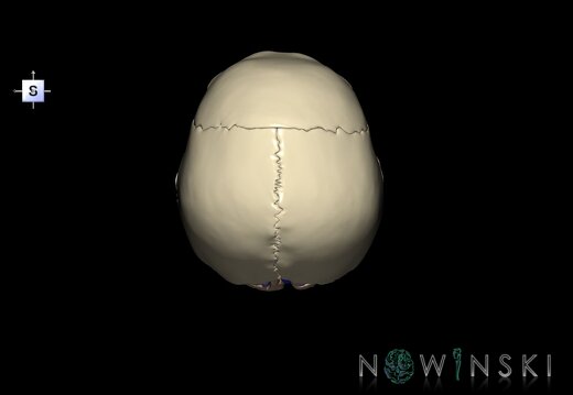 G8.T3.1-16.1-22.2 22.5.6.V5.C1.L0.Cerebrum-Intracranial venous system-Neurocranium-No occipital bone