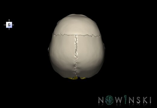 G8.T3.1-16.1-22.2 22.5.6.V5.C2.L0.Cerebrum-Intracranial venous system-Neurocranium-No occipital bone