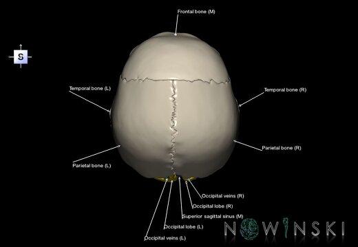 G8.T3.1-16.1-22.2 22.5.6.V5.C2.L1.Cerebrum-Intracranial venous system-Neurocranium-No occipital bone