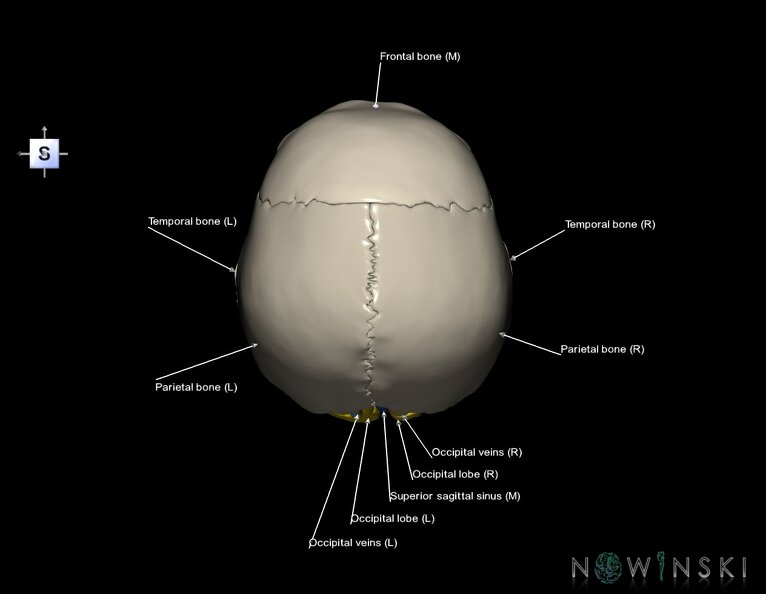 G8.T3.1-16.1-22.2_22.5.6.V5.C2.L1.Cerebrum-Intracranial_venous_system-Neurocranium-No_occipital_bone.tiff