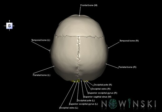 G8.T3.1-16.1-22.2 22.5.6.V5.C3-2.L1.Cerebrum-Intracranial venous system-Neurocranium-No occipital bone