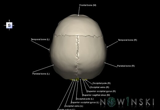 G8.T3.1-16.1-22.2 22.5.6.V5.C4-2.L1.Cerebrum-Intracranial venous system-Neurocranium-No occipital bone