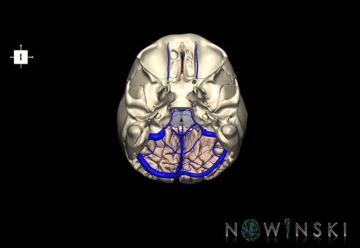 G8.T3.1-16.1-22.2 22.5.6.V6.C1.L0.Cerebrum-Intracranial venous system-Neurocranium-No occipital bone