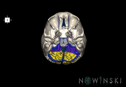 G8.T3.1-16.1-22.2 22.5.6.V6.C2.L0.Cerebrum-Intracranial venous system-Neurocranium-No occipital bone