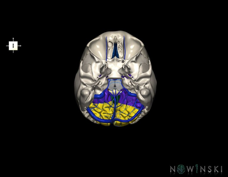 G8.T3.1-16.1-22.2_22.5.6.V6.C2.L0.Cerebrum-Intracranial_venous_system-Neurocranium-No_occipital_bone.tiff