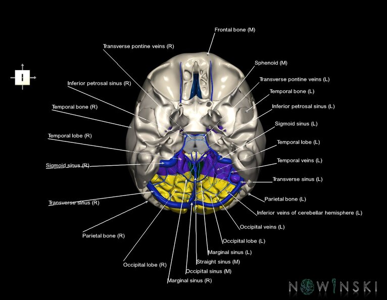 G8.T3.1-16.1-22.2_22.5.6.V6.C2.L1.Cerebrum-Intracranial_venous_system-Neurocranium-No_occipital_bone.tiff