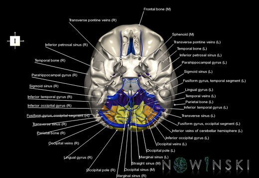 G8.T3.1-16.1-22.2 22.5.6.V6.C3-2.L1.Cerebrum-Intracranial venous system-Neurocranium-No occipital bone