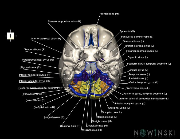 G8.T3.1-16.1-22.2_22.5.6.V6.C3-2.L1.Cerebrum-Intracranial_venous_system-Neurocranium-No_occipital_bone.tiff