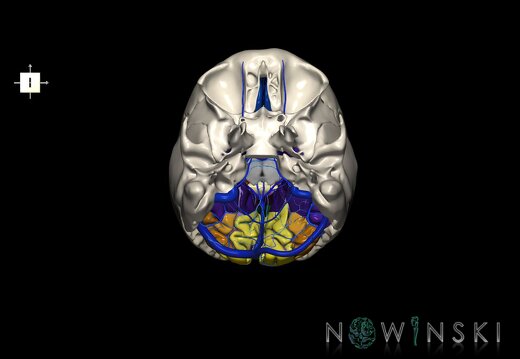 G8.T3.1-16.1-22.2 22.5.6.V6.C4-2.L0.Cerebrum-Intracranial venous system-Neurocranium-No occipital bone