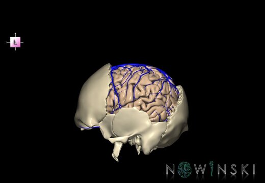 G8.T3.1-16.1-22.2 22.5.7.V2.C1.L0.Cerebrum-Intracranial venous system-Neurocranium-No parietal bone