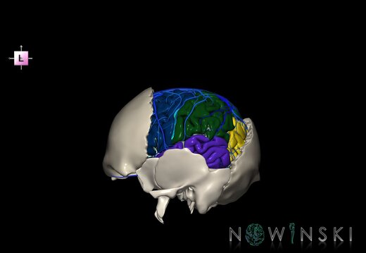 G8.T3.1-16.1-22.2 22.5.7.V2.C2.L0.Cerebrum-Intracranial venous system-Neurocranium-No parietal bone