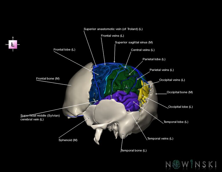G8.T3.1-16.1-22.2_22.5.7.V2.C2.L1.Cerebrum-Intracranial_venous_system-Neurocranium-No_parietal_bone.tiff