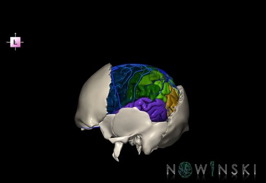 G8.T3.1-16.1-22.2 22.5.7.V2.C3-2.L0.Cerebrum-Intracranial venous system-Neurocranium-No parietal bone