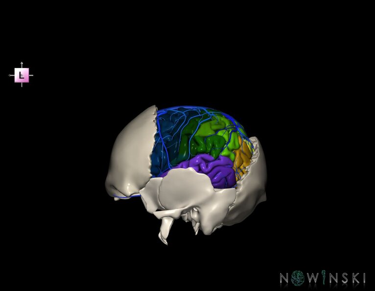 G8.T3.1-16.1-22.2_22.5.7.V2.C3-2.L0.Cerebrum-Intracranial_venous_system-Neurocranium-No_parietal_bone.tiff