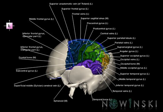 G8.T3.1-16.1-22.2 22.5.7.V2.C3-2.L1.Cerebrum-Intracranial venous system-Neurocranium-No parietal bone