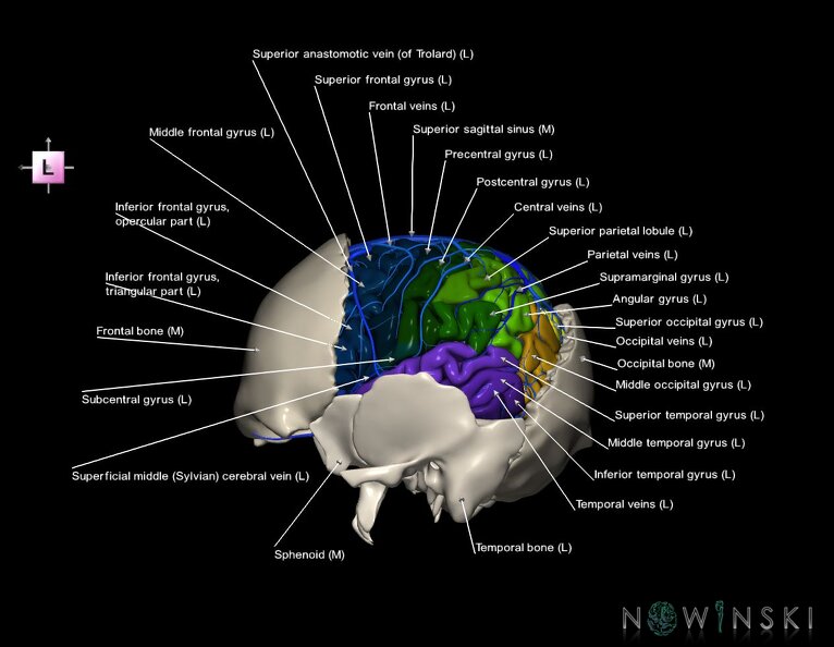 G8.T3.1-16.1-22.2_22.5.7.V2.C3-2.L1.Cerebrum-Intracranial_venous_system-Neurocranium-No_parietal_bone.tiff
