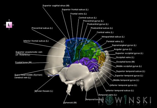 G8.T3.1-16.1-22.2 22.5.7.V2.C4-2.L1.Cerebrum-Intracranial venous system-Neurocranium-No parietal bone