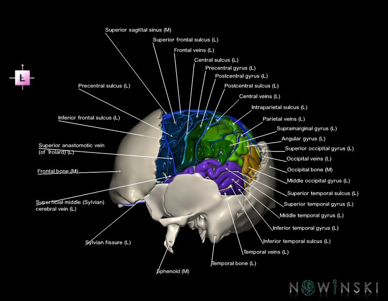 G8.T3.1-16.1-22.2_22.5.7.V2.C4-2.L1.Cerebrum-Intracranial_venous_system-Neurocranium-No_parietal_bone.tiff