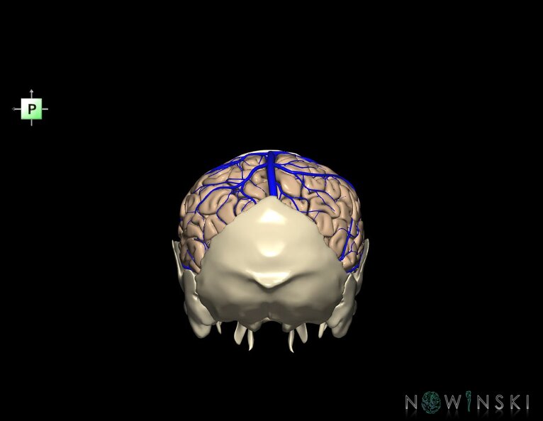 G8.T3.1-16.1-22.2_22.5.7.V3.C1.L0.Cerebrum-Intracranial_venous_system-Neurocranium-No_parietal_bone.tiff