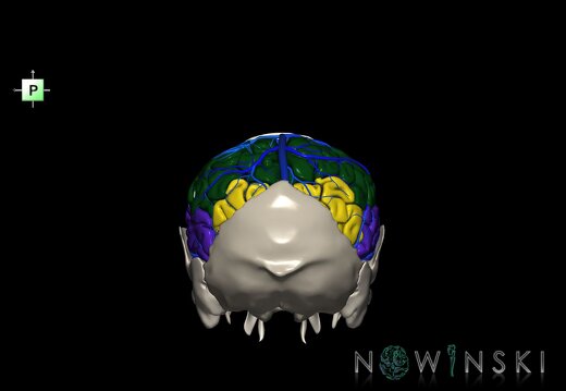 G8.T3.1-16.1-22.2 22.5.7.V3.C2.L0.Cerebrum-Intracranial venous system-Neurocranium-No parietal bone