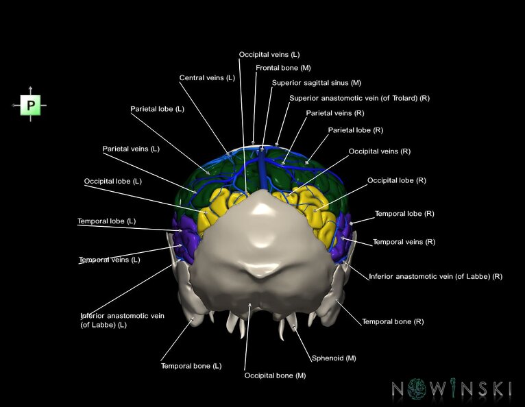 G8.T3.1-16.1-22.2_22.5.7.V3.C2.L1.Cerebrum-Intracranial_venous_system-Neurocranium-No_parietal_bone.tiff