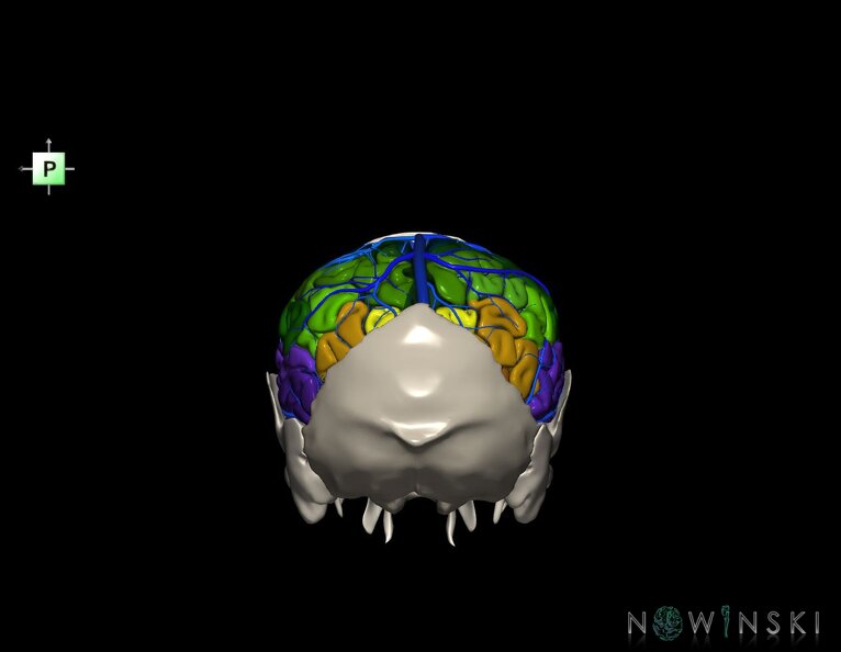 G8.T3.1-16.1-22.2_22.5.7.V3.C3-2.L0.Cerebrum-Intracranial_venous_system-Neurocranium-No_parietal_bone.tiff