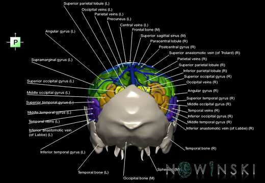 G8.T3.1-16.1-22.2 22.5.7.V3.C3-2.L1.Cerebrum-Intracranial venous system-Neurocranium-No parietal bone