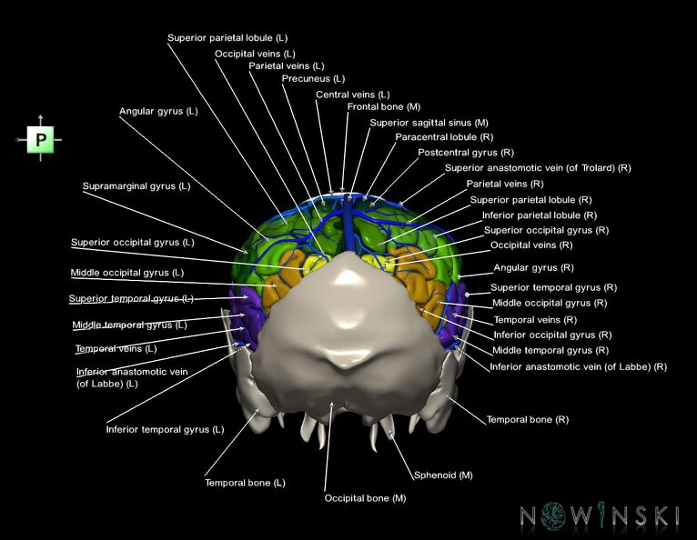G8.T3.1-16.1-22.2_22.5.7.V3.C3-2.L1.Cerebrum-Intracranial_venous_system-Neurocranium-No_parietal_bone.tiff