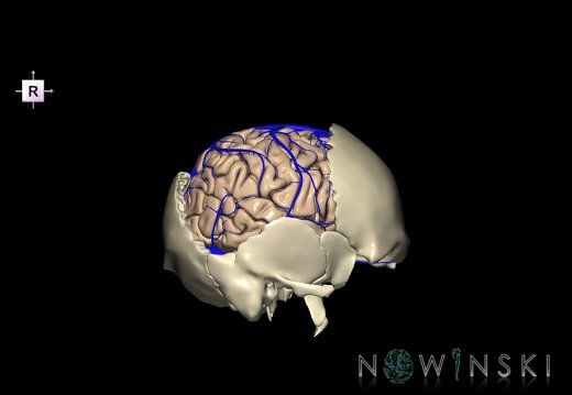 G8.T3.1-16.1-22.2 22.5.7.V4.C1.L0.Cerebrum-Intracranial venous system-Neurocranium-No parietal bone