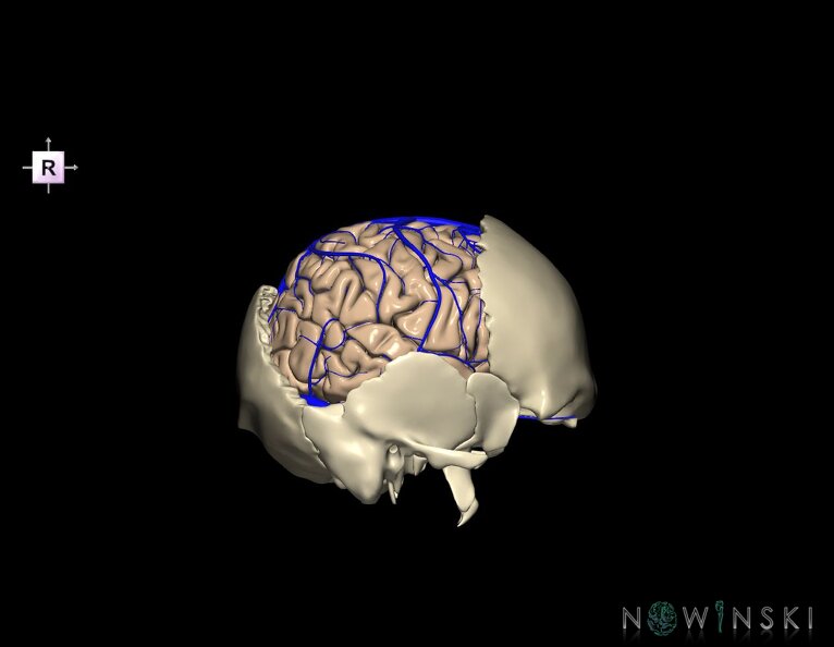 G8.T3.1-16.1-22.2_22.5.7.V4.C1.L0.Cerebrum-Intracranial_venous_system-Neurocranium-No_parietal_bone.tiff