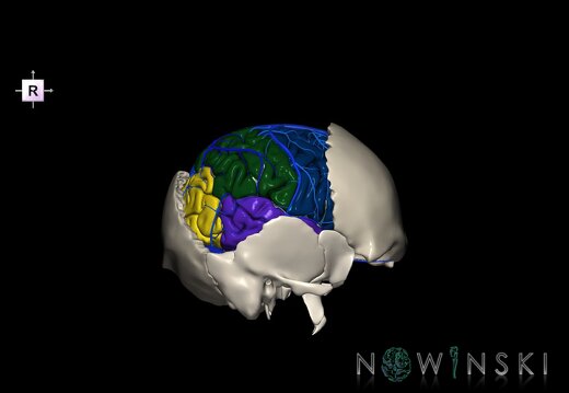 G8.T3.1-16.1-22.2 22.5.7.V4.C2.L0.Cerebrum-Intracranial venous system-Neurocranium-No parietal bone
