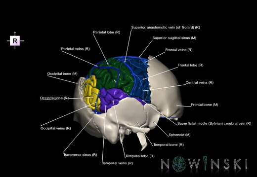 G8.T3.1-16.1-22.2 22.5.7.V4.C2.L1.Cerebrum-Intracranial venous system-Neurocranium-No parietal bone