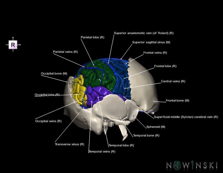 G8.T3.1-16.1-22.2_22.5.7.V4.C2.L1.Cerebrum-Intracranial_venous_system-Neurocranium-No_parietal_bone.tiff