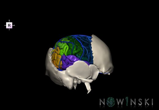 G8.T3.1-16.1-22.2 22.5.7.V4.C3-2.L0.Cerebrum-Intracranial venous system-Neurocranium-No parietal bone