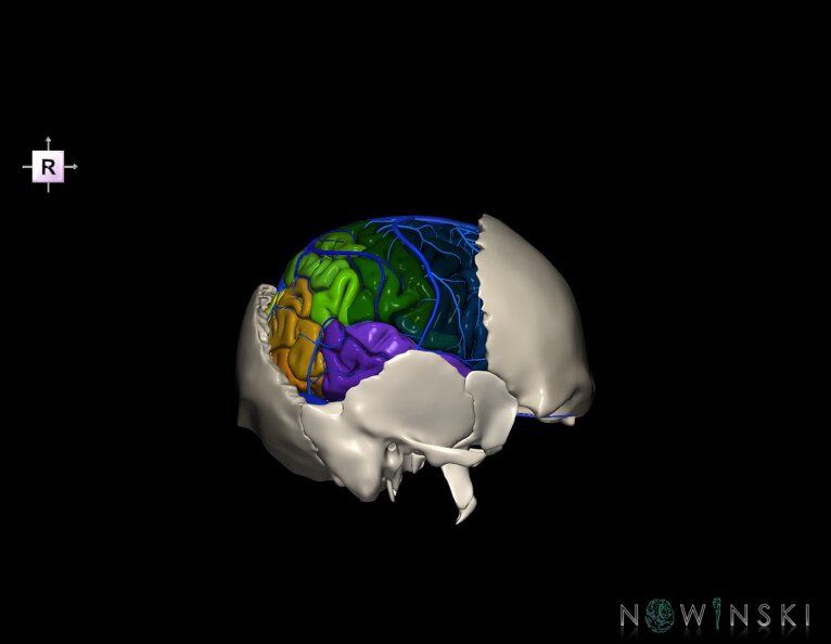 G8.T3.1-16.1-22.2_22.5.7.V4.C3-2.L0.Cerebrum-Intracranial_venous_system-Neurocranium-No_parietal_bone.tiff