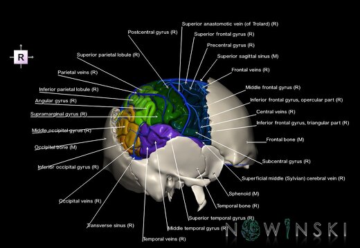 G8.T3.1-16.1-22.2 22.5.7.V4.C3-2.L1.Cerebrum-Intracranial venous system-Neurocranium-No parietal bone