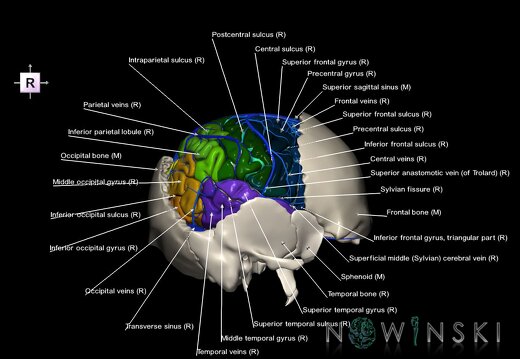 G8.T3.1-16.1-22.2 22.5.7.V4.C4-2.L1.Cerebrum-Intracranial venous system-Neurocranium-No parietal bone