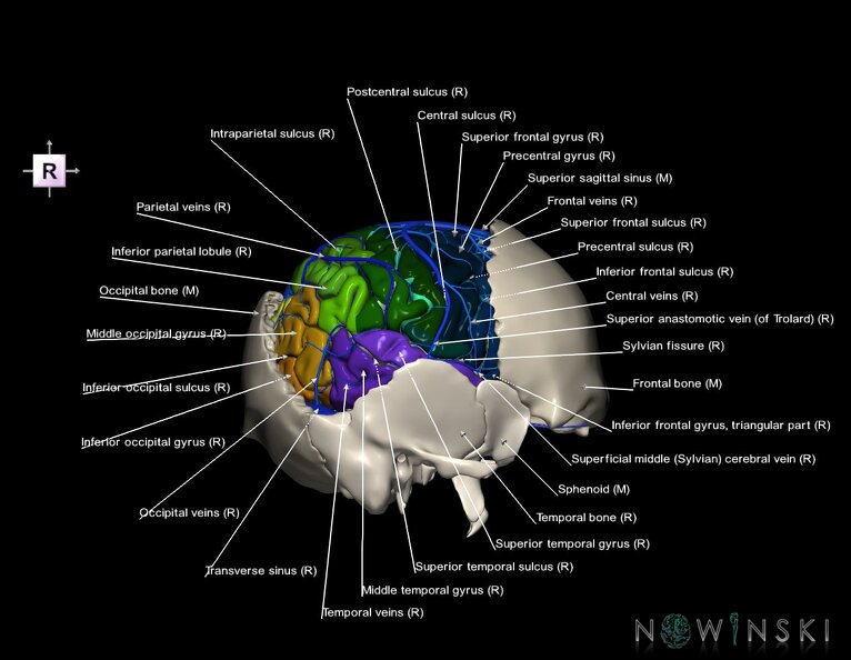 G8.T3.1-16.1-22.2_22.5.7.V4.C4-2.L1.Cerebrum-Intracranial_venous_system-Neurocranium-No_parietal_bone.tiff