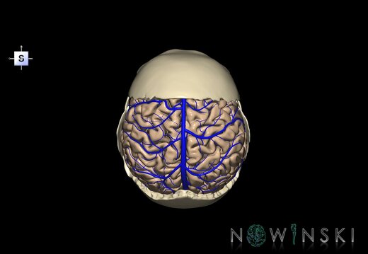 G8.T3.1-16.1-22.2 22.5.7.V5.C1.L0.Cerebrum-Intracranial venous system-Neurocranium-No parietal bone
