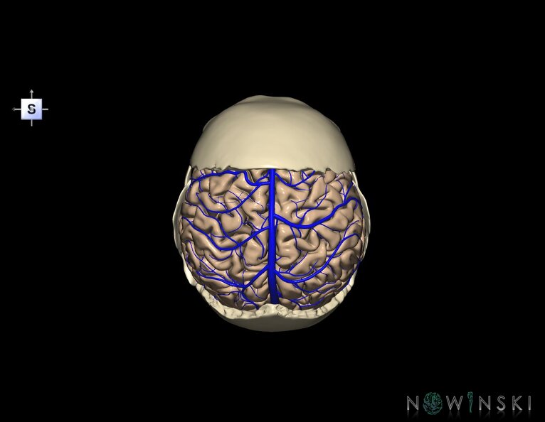 G8.T3.1-16.1-22.2_22.5.7.V5.C1.L0.Cerebrum-Intracranial_venous_system-Neurocranium-No_parietal_bone.tiff
