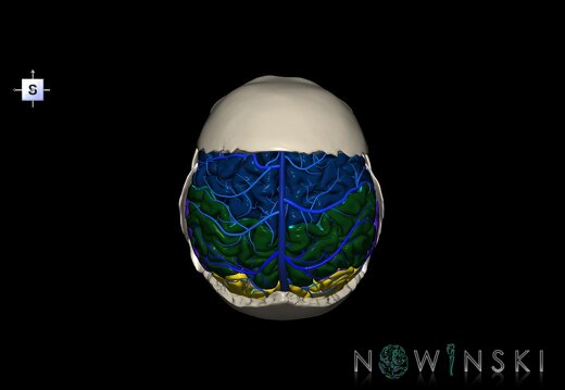 G8.T3.1-16.1-22.2 22.5.7.V5.C2.L0.Cerebrum-Intracranial venous system-Neurocranium-No parietal bone