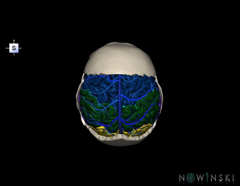 G8.T3.1-16.1-22.2_22.5.7.V5.C2.L0.Cerebrum-Intracranial_venous_system-Neurocranium-No_parietal_bone.tiff