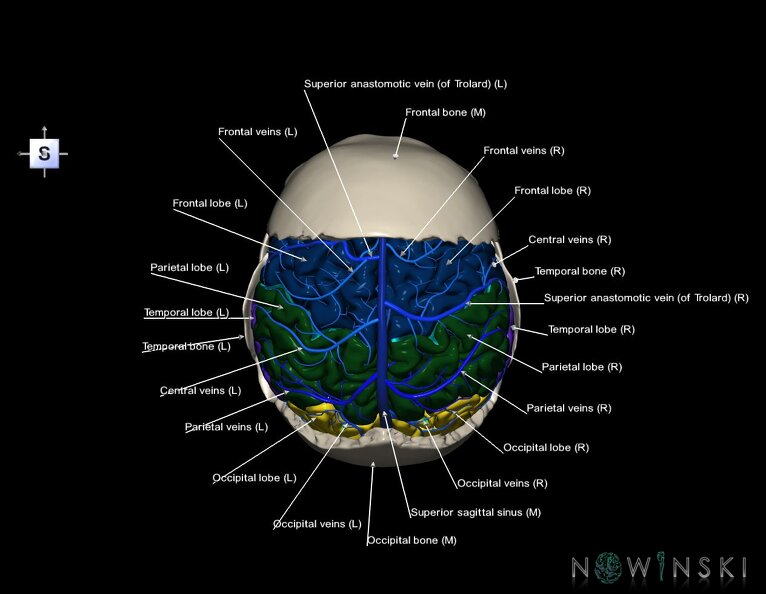 G8.T3.1-16.1-22.2_22.5.7.V5.C2.L1.Cerebrum-Intracranial_venous_system-Neurocranium-No_parietal_bone.tiff