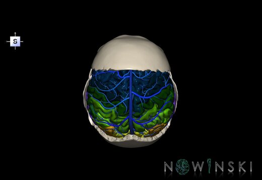 G8.T3.1-16.1-22.2 22.5.7.V5.C3-2.L0.Cerebrum-Intracranial venous system-Neurocranium-No parietal bone