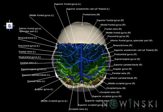 G8T3.1-16.1-22.2 22.5.7.CerebrumIntraVenousSysNeurocraniumNoParietallBone