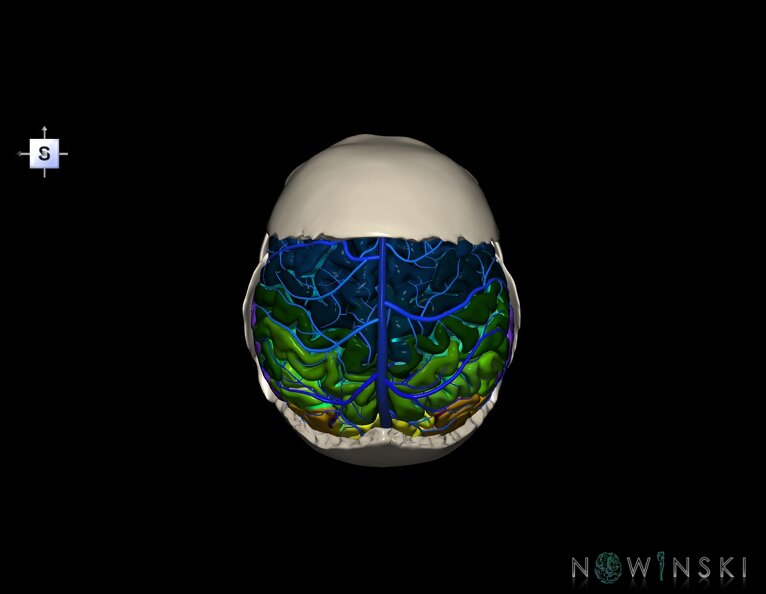 G8.T3.1-16.1-22.2_22.5.7.V5.C4-2.L0.Cerebrum-Intracranial_venous_system-Neurocranium-No_parietal_bone.tiff