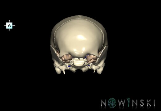 G8.T3.1-16.1-22.2 22.5.8.V1.C1.L0.Cerebrum-Intracranial venous system-Neurocranium-No sphenoid