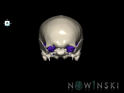 G8.T3.1-16.1-22.2 22.5.8.V1.C2.L0.Cerebrum-Intracranial venous system-Neurocranium-No sphenoid