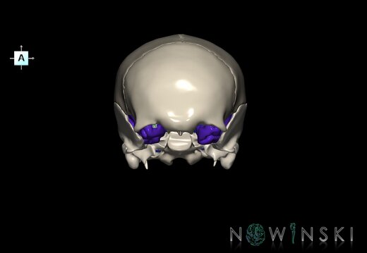 G8.T3.1-16.1-22.2 22.5.8.V1.C2.L0.Cerebrum-Intracranial venous system-Neurocranium-No sphenoid